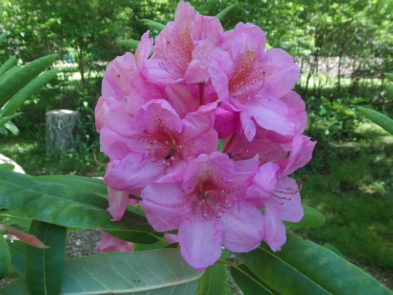 Photo of R. 'Gloxineum', Rhododendron Hybrid