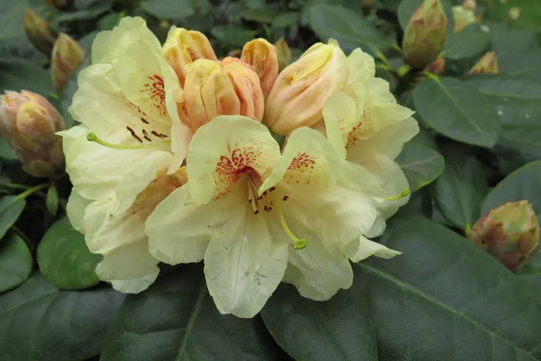 Photo of R. 'Goldbukett', Rhododendron Hybrid