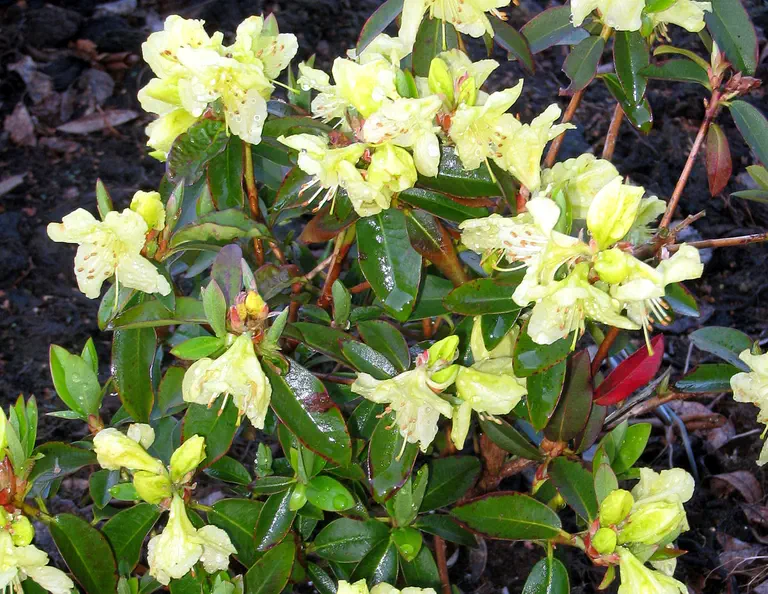 Photo of R. 'Golden Bee', Rhododendron Hybrid