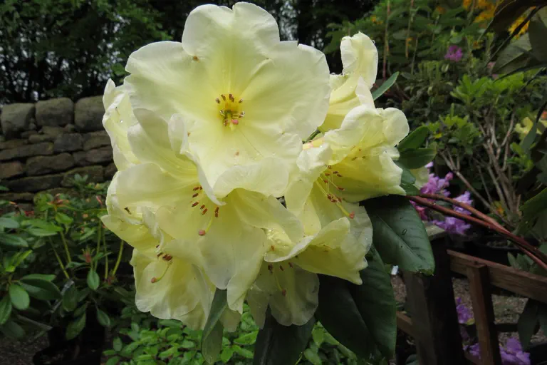 Photo of R. 'Golden Coach', Rhododendron Hybrid
