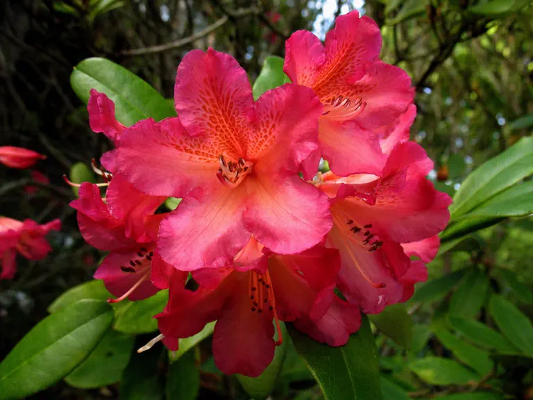 Photo of R. 'Golden Gate', Rhododendron Hybrid