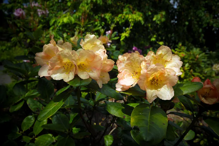 Photo of R. 'Golden Harmony', Rhododendron Hybrid