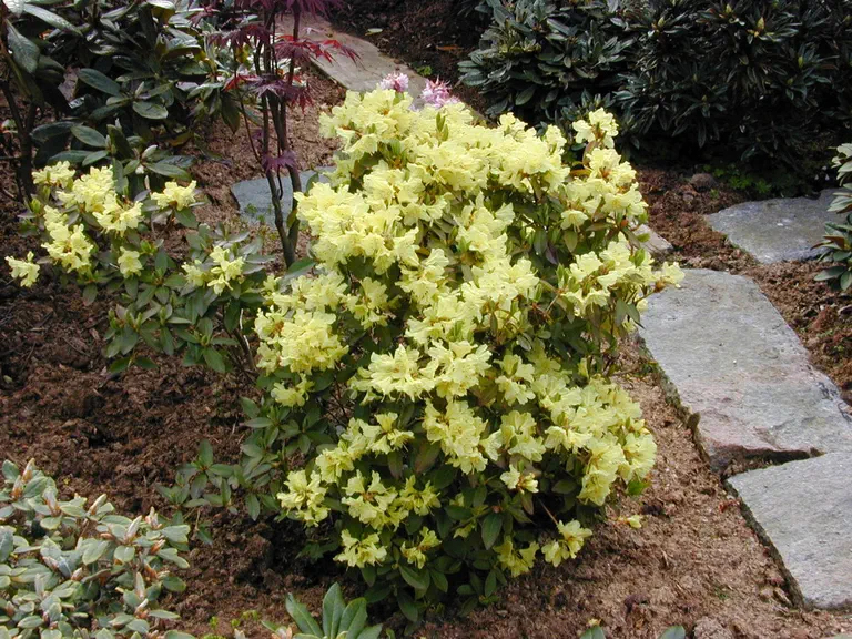 Photo of R. 'Golden Princess', Rhododendron Hybrid