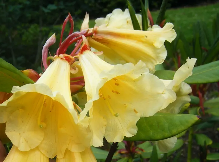 Photo of R. 'Golden Splendour', Rhododendron Hybrid