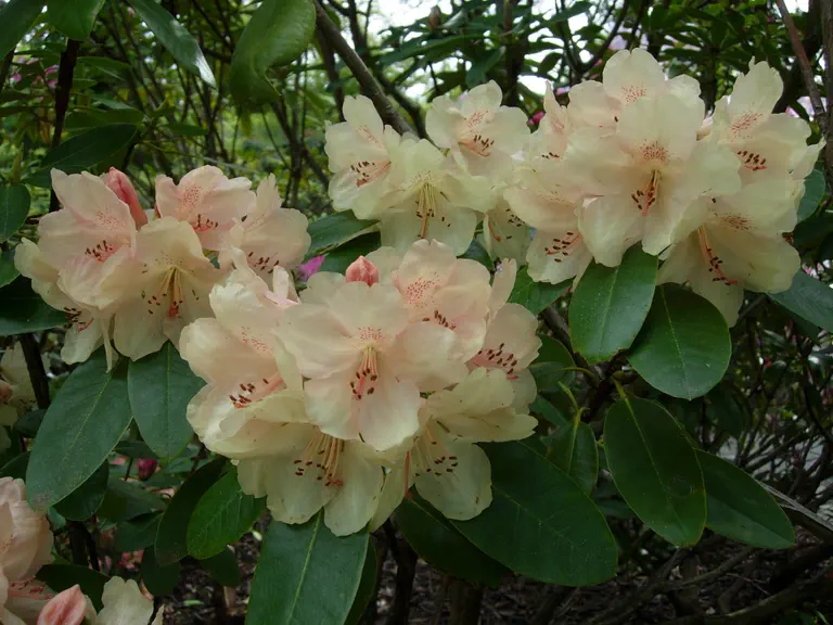 Photo of R. 'Goldfee', Rhododendron Hybrid