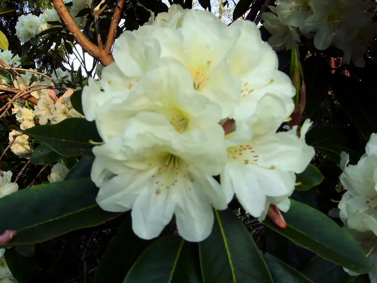 Photo of R. 'Goldfort', Rhododendron Hybrid