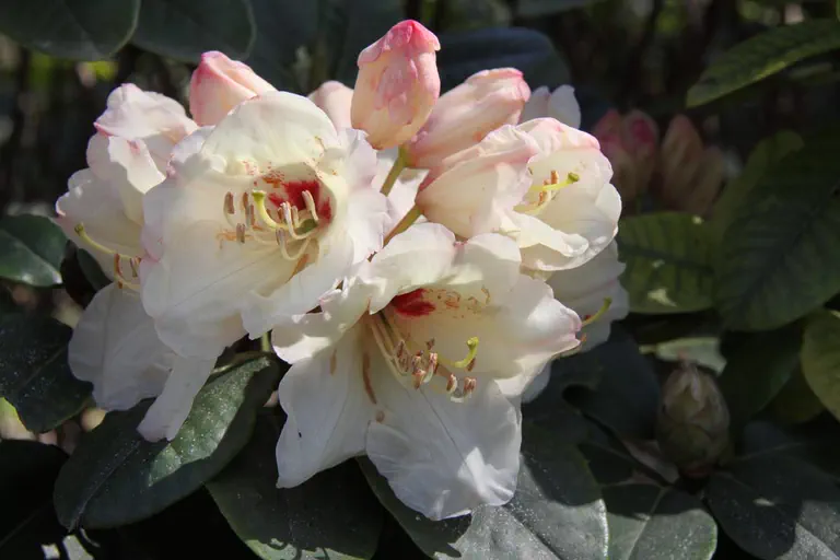 Photo of R. 'Alice Street', Rhododendron Hybrid