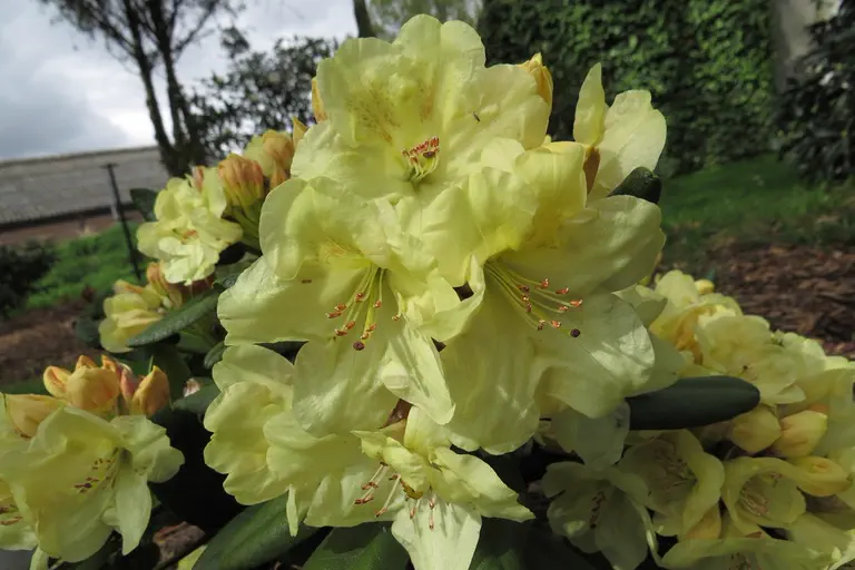 Photo of R. 'Goldinetta', Rhododendron Hybrid