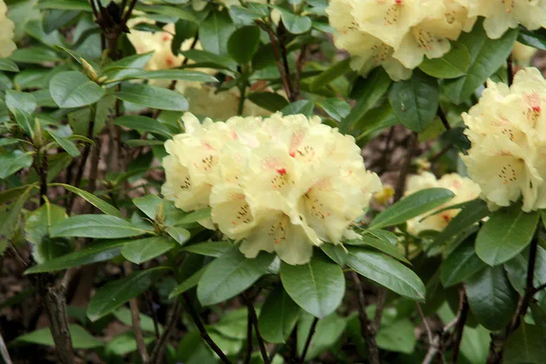 Photo of R. 'Goldprinz', Rhododendron Hybrid