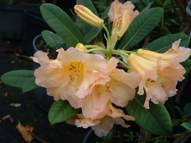 Photo of R. 'Goldsworth Orange', Rhododendron Hybrid