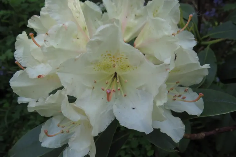Photo of R. 'Goldsworth Yellow', Rhododendron Hybrid