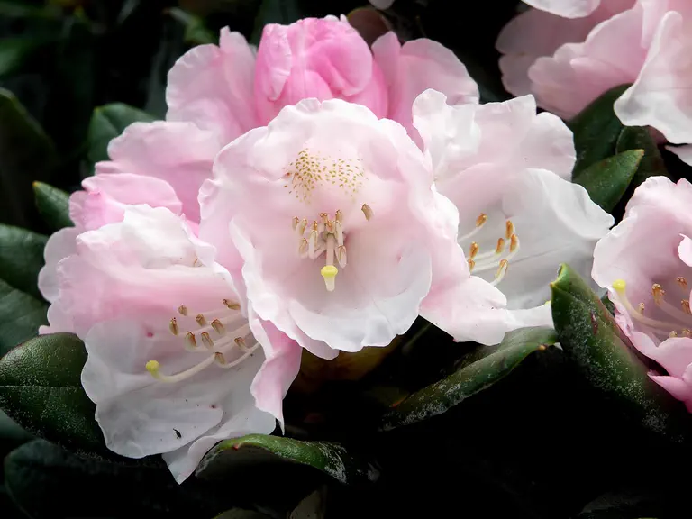 Photo of R. 'Golfer', Rhododendron Hybrid