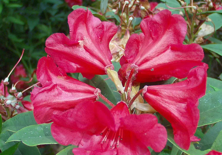 Photo of R. 'Good News', Rhododendron Hybrid