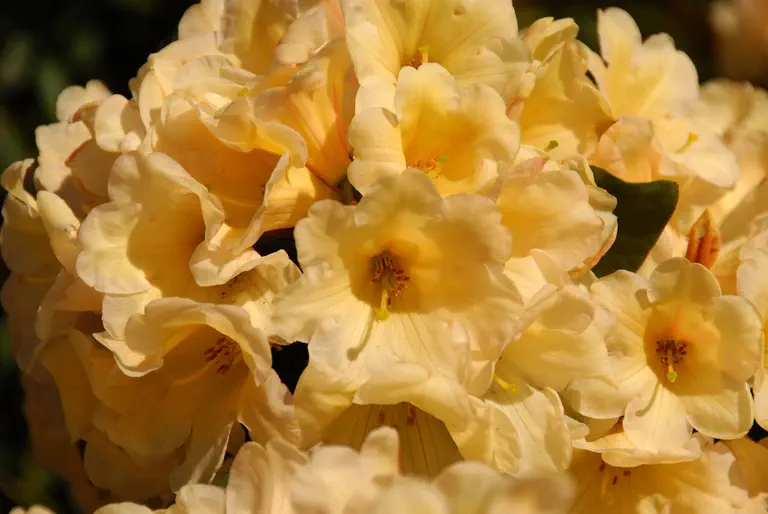Photo of R. 'Gordian', Rhododendron Hybrid