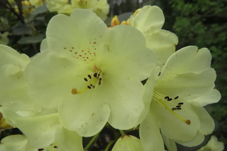 Photo of R. 'Graf Lennart', Rhododendron Hybrid