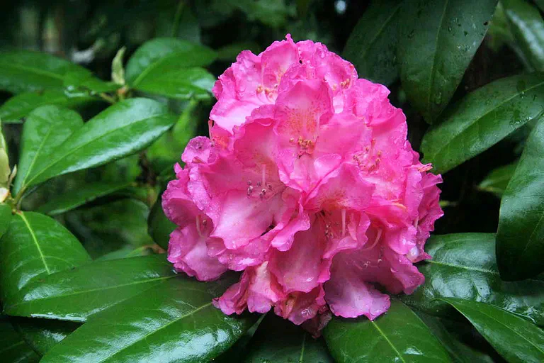 Photo of R. 'Graf Zeppelin', Rhododendron Hybrid