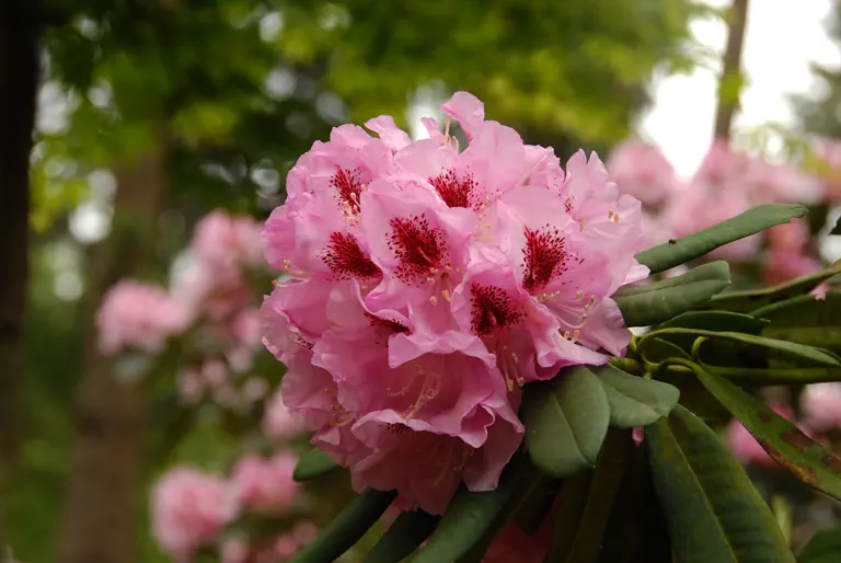 Photo of R. 'Gräfin Sonja', Rhododendron Hybrid