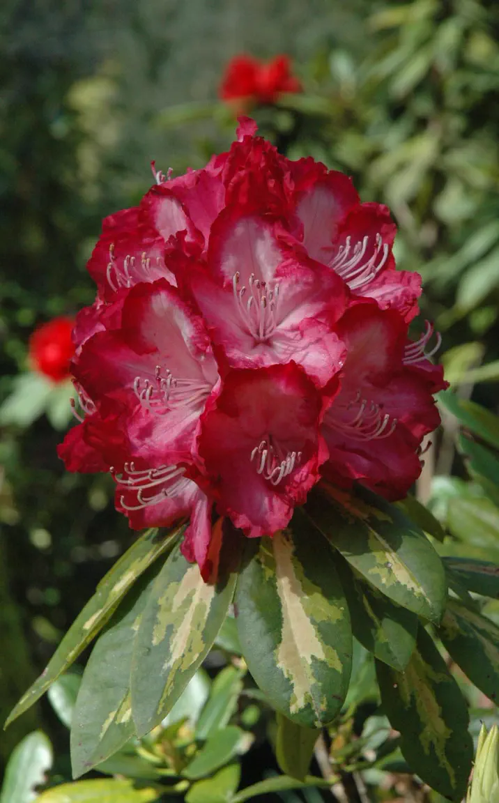 Photo of R. 'President Roosevelt', Rhododendron Hybrid
