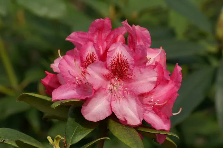 Photo of R. 'Grandezza', Rhododendron Hybrid