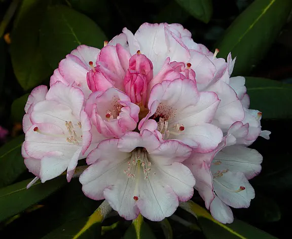 Photo of R. 'Great Dane', Rhododendron Hybrid