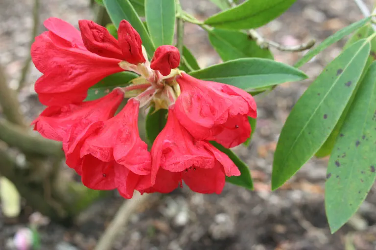 Photo of R. 'Grenadine', Rhododendron Hybrid