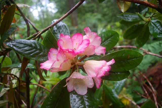 Photo of R. 'Gretzel', Rhododendron Hybrid