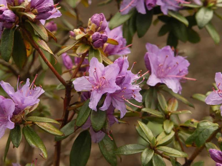 Photo of R. 'Gristede', Rhododendron Hybrid