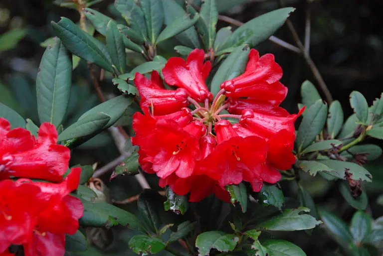 Photo of R. 'Grosclaude', Rhododendron Hybrid