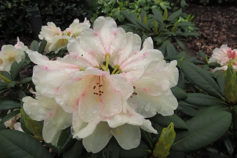 Photo of R. 'Grumpy', Rhododendron Hybrid