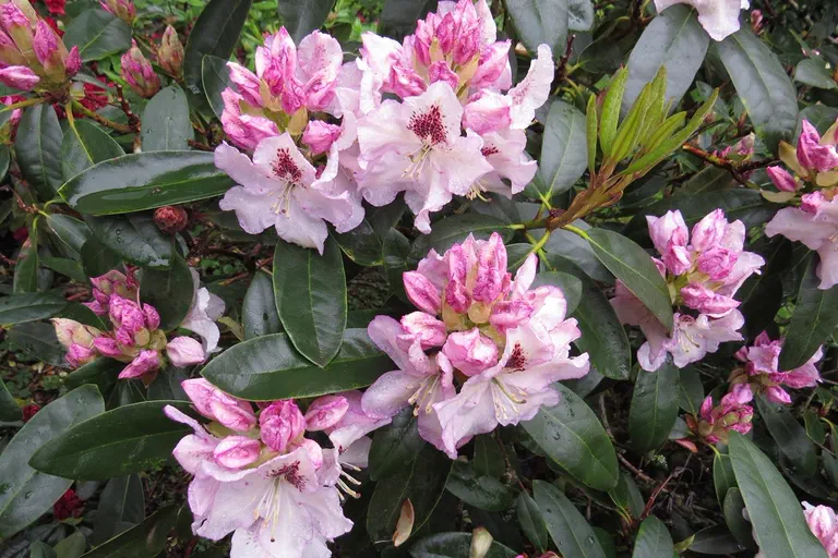Photo of R. 'Gudrun', Rhododendron Hybrid