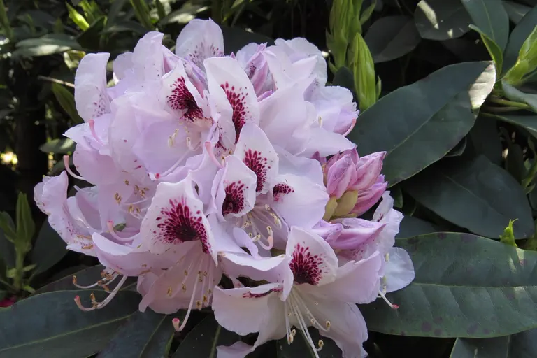Photo of R. 'Gundula', Rhododendron Hybrid