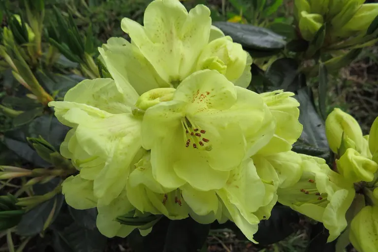 Photo of R. 'Goldkrone', Rhododendron Hybrid