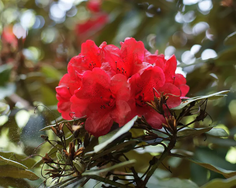 Photo of R. 'Gwillt-king', Rhododendron Hybrid
