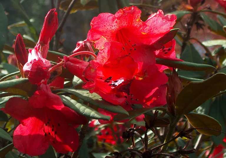 Photo of R. 'Ibex', Rhododendron Hybrid