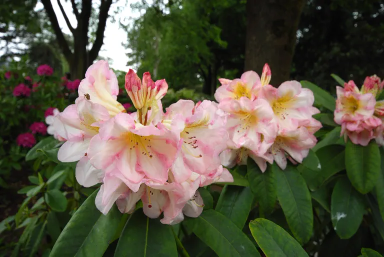 Photo of R. 'Ice Cream', Rhododendron Hybrid
