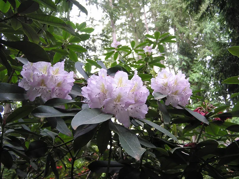 Photo of R. 'Ice Cube', Rhododendron Hybrid