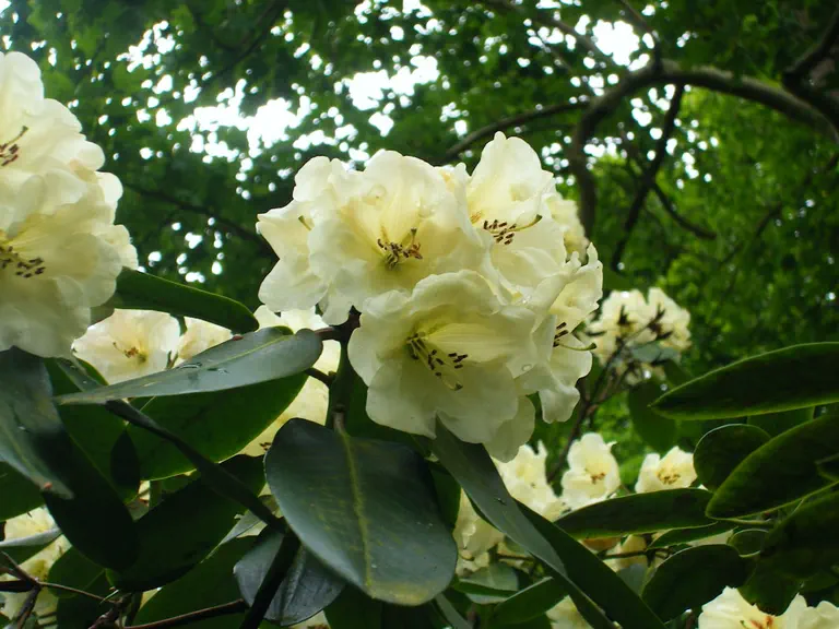 Photo of R. 'Idealist', Rhododendron Hybrid