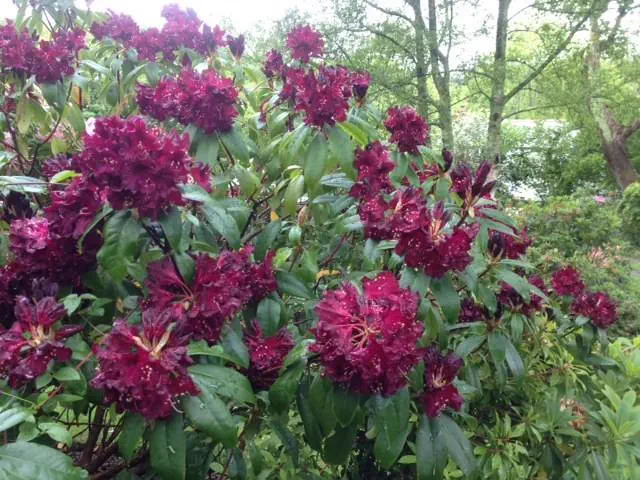 Photo of R. 'Ightham Purple', Rhododendron Hybrid