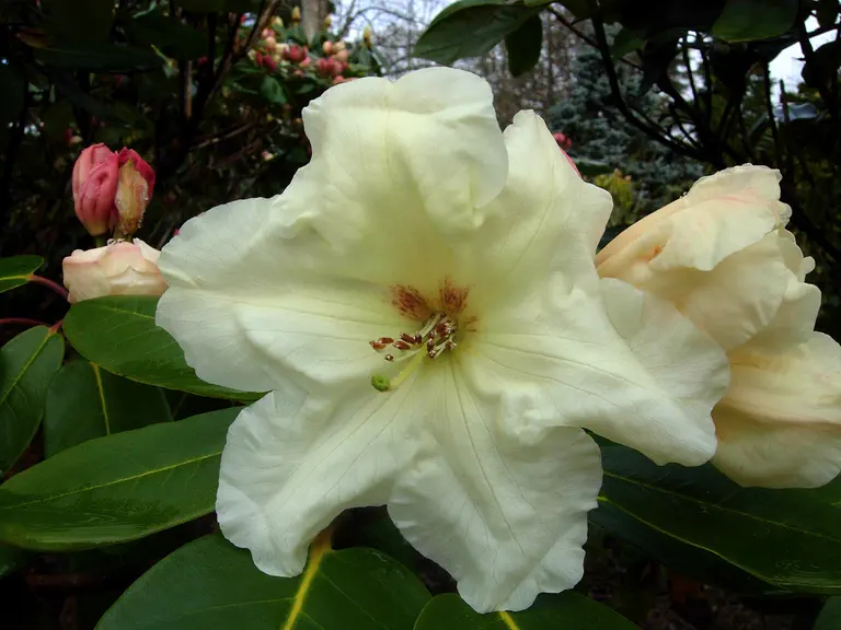 Photo of R. 'Ightham Yellow', Rhododendron Hybrid