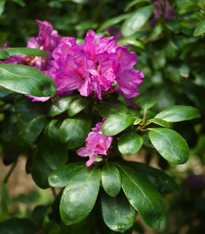 Photo of R. 'Imbricatum', Rhododendron Hybrid