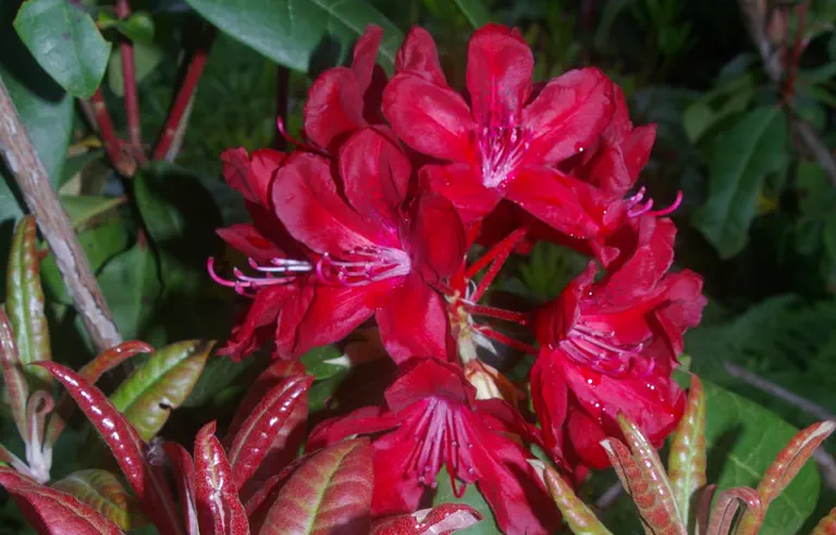 Photo of R. 'Impi', Rhododendron Hybrid