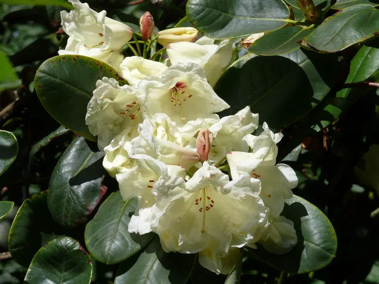 Photo of R. 'Inamorata', Rhododendron Hybrid