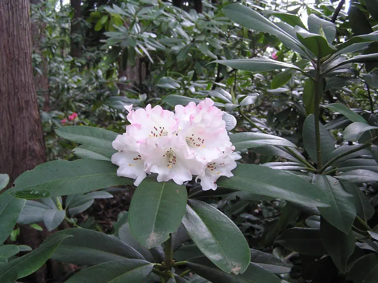 Photo of R. 'Irene Bain', Rhododendron Hybrid