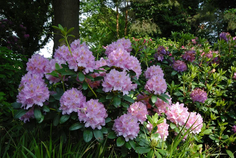 Photo of R. 'Allah', Rhododendron Hybrid