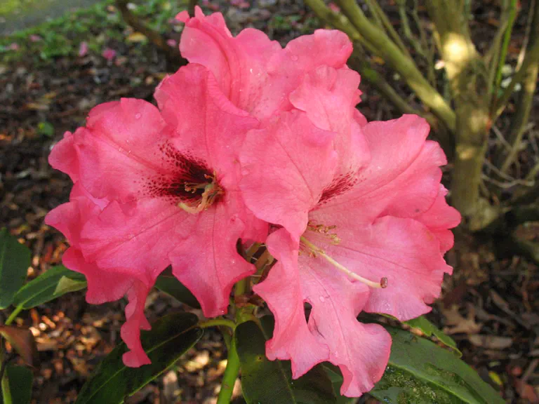 Photo of R. 'Isabel Pierce', Rhododendron Hybrid