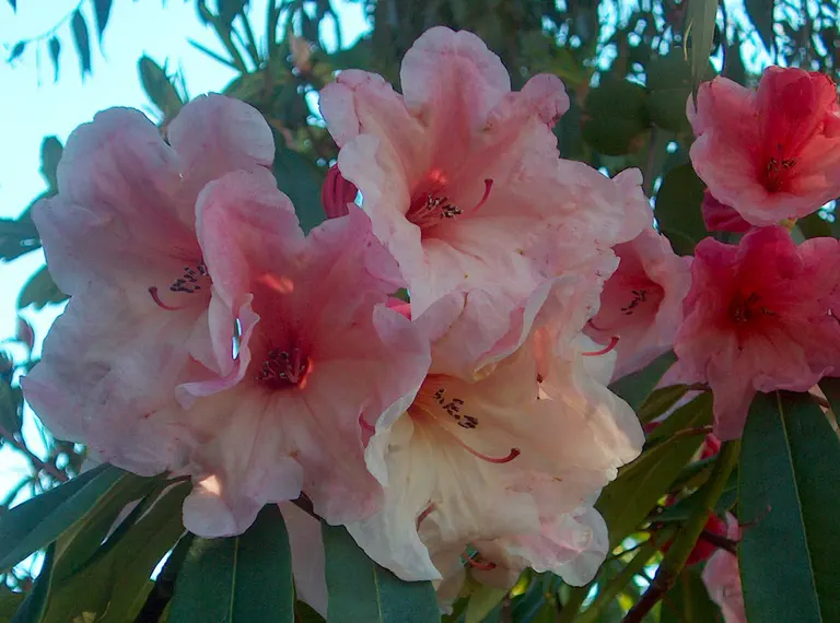 Photo of R. 'Ivan D. Wood', Rhododendron Hybrid