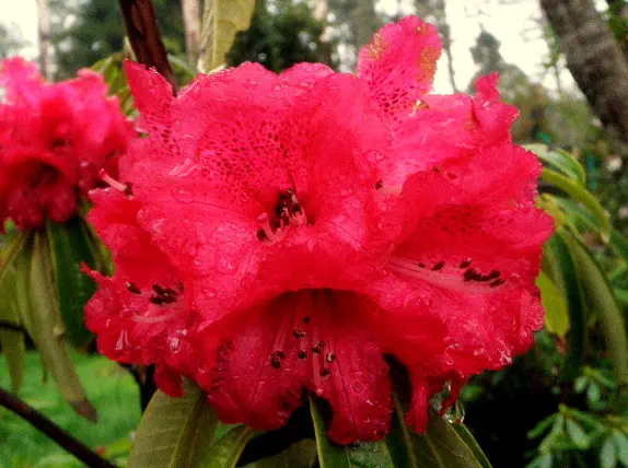 Photo of R. 'Ivery's Scarlet', Rhododendron Hybrid
