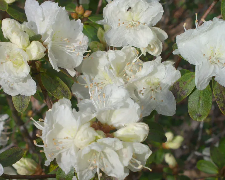 Photo of R. 'Ivory Coast', Rhododendron Hybrid