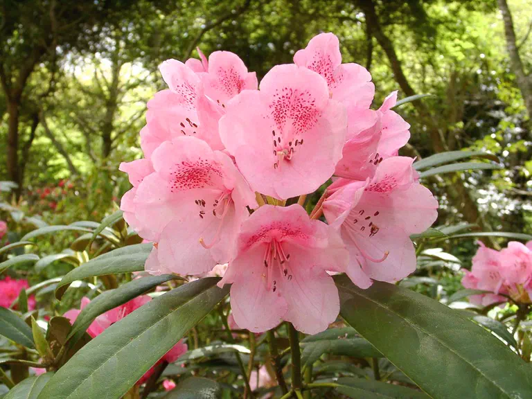 Photo of R. 'Allen's Surprise', Rhododendron Hybrid