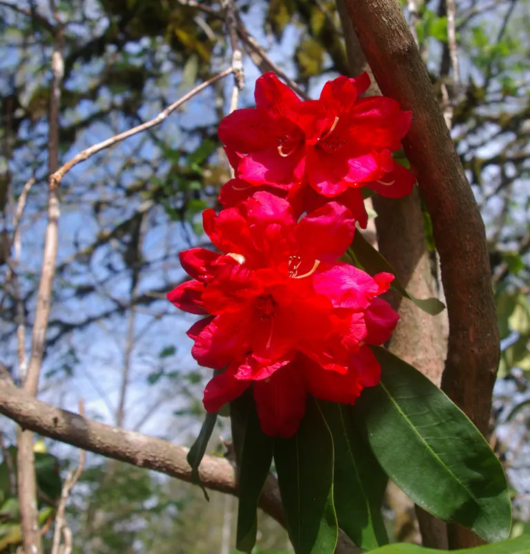 Photo of R. 'J.G. Millais', Rhododendron Hybrid